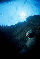 Hawaiian Monk Seal